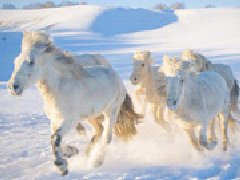 坝上冬季雪原奔马