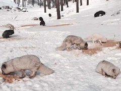 塞罕坝森林公园放生狐狸遭遇生存危机