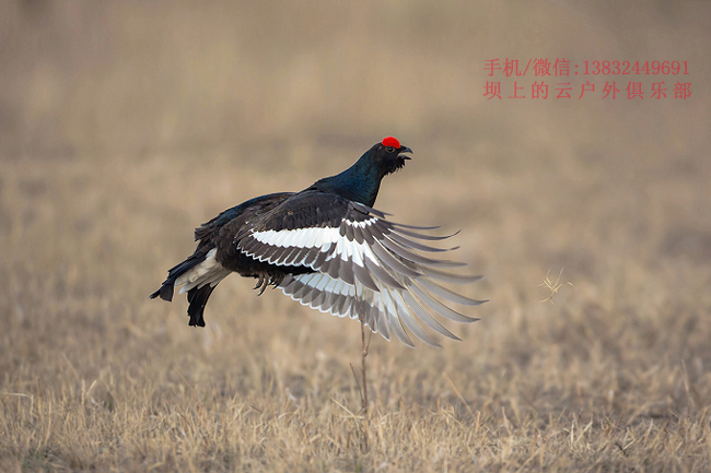 坝上黑琴鸡拍摄