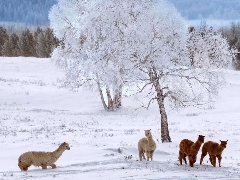 冬日羊驼