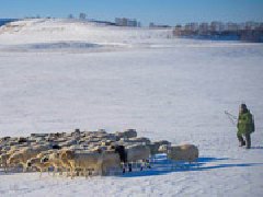 坝上冬季牧羊曲